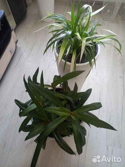 Комнатные растения