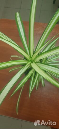 Комнатные домашние растения