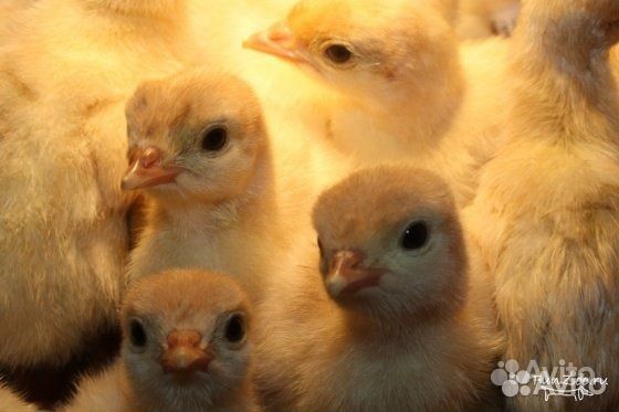 Индюшата суточные