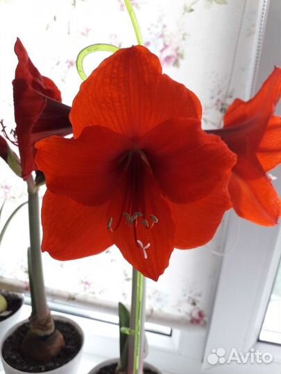 Амариллис сорта Парк Оранж