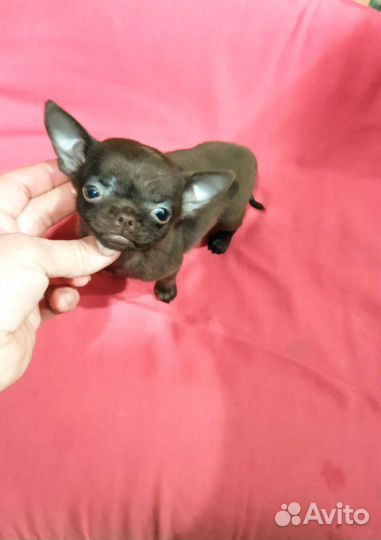 Чихуахуа мини Конфетка Шоколадная