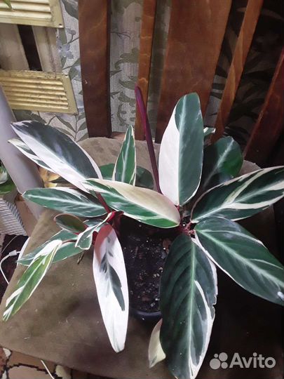 Комнатные растения