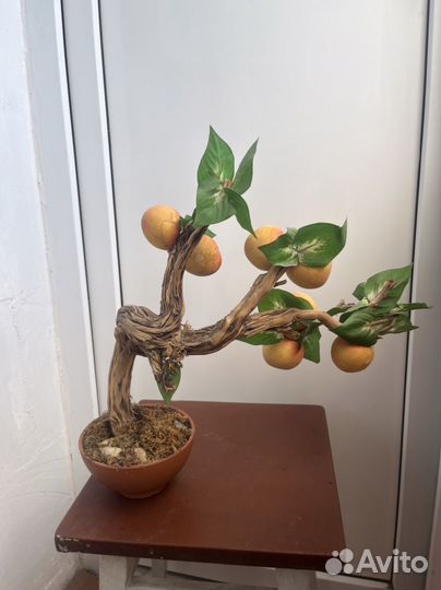Топиарий бонсай фруктовое дерево в горшке