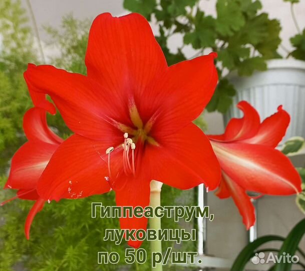 Цветы: хлорофитум,пеперомия,фикус,молочай, и др