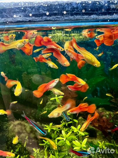 Аквариумные рыбки гуппи