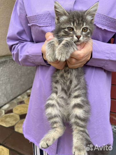 Котята. Девочка Ляля. мальчик метис.В добрые руки