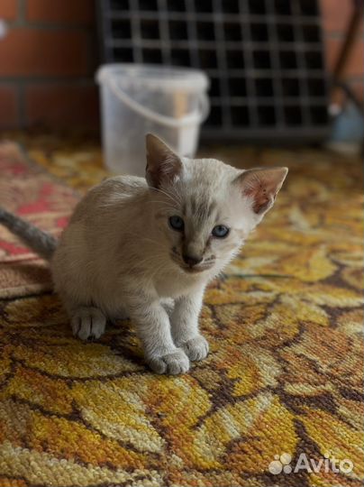 Котята породы Серенгети