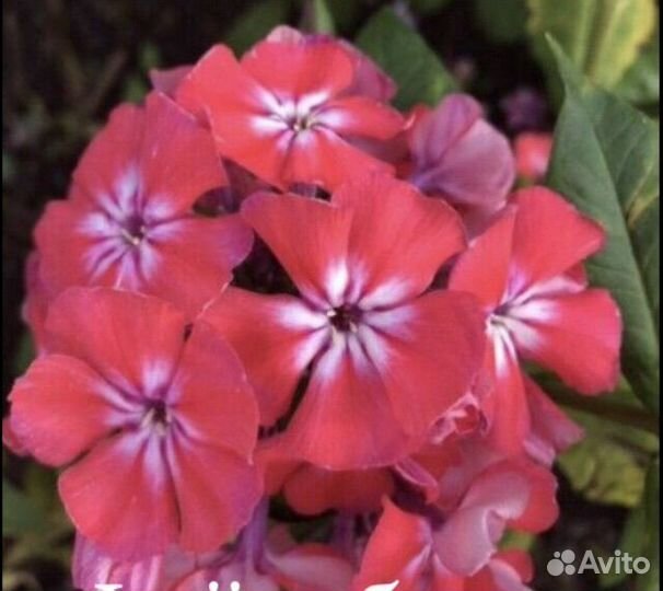 Флокс Файрбол