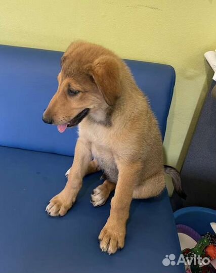 Добрый щенок Бруно в добрые руки