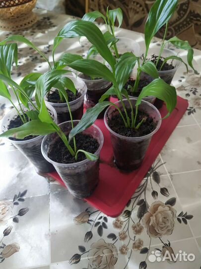 Спатифиллум