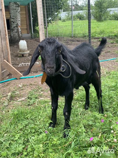 Нубийский козел