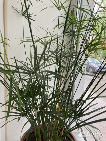 Циперус папирус