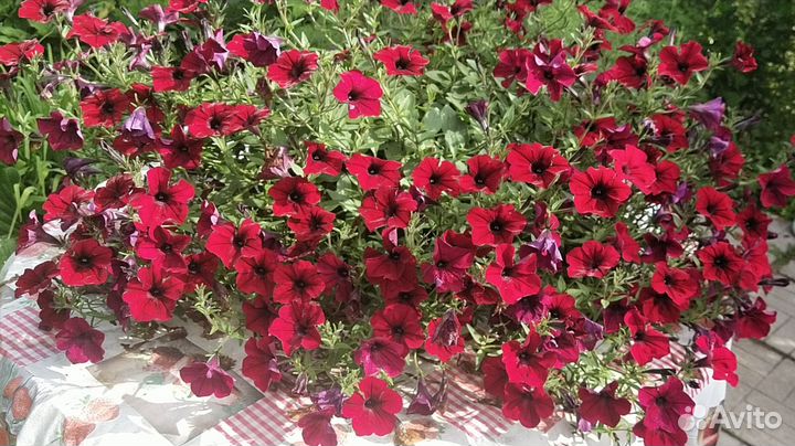 Петуния тайдал Ред велюр и сильвер