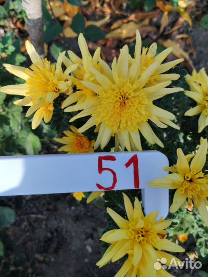 Хризантема корейская