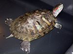Черепаха красноухая с аквариумом