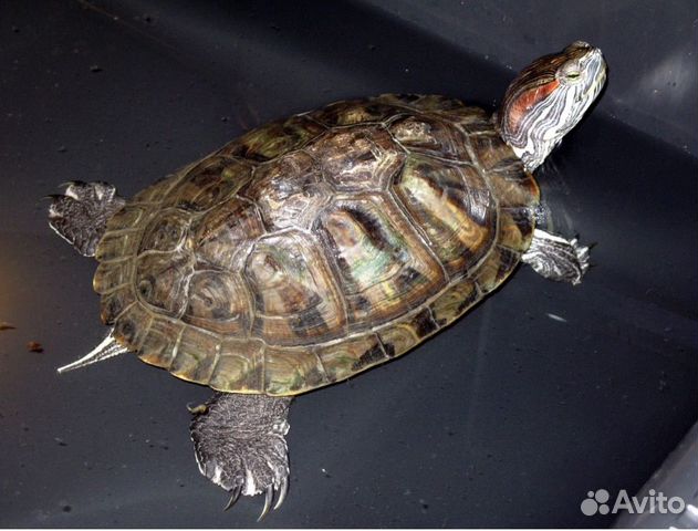 Черепаха красноухая с аквариумом объявление продам