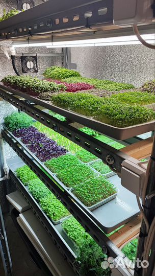 Микрозелень