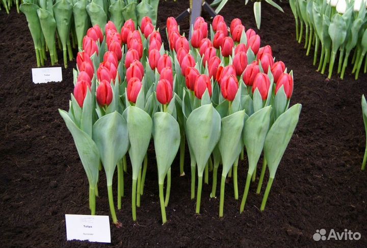 Тюльпаны к 8 марта оптом