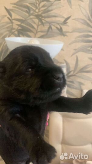 Цвергшнауцер черный