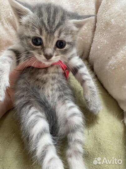 Котята в дар