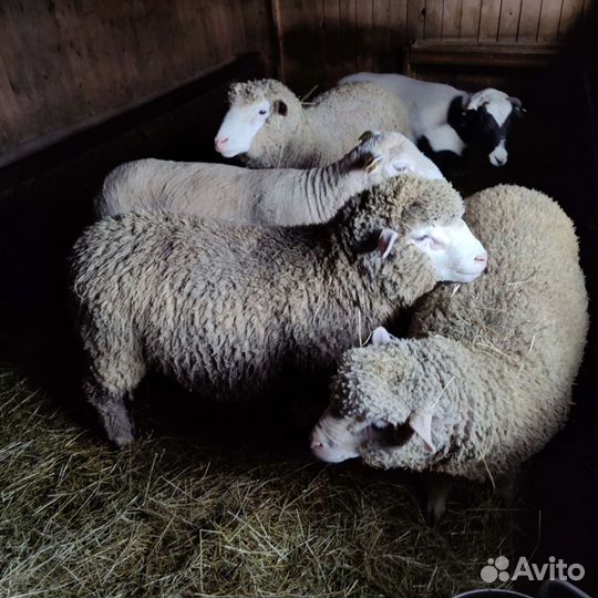 Бараны породы Иль де франс