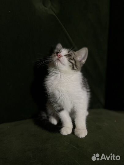 Котейки в добрые руки