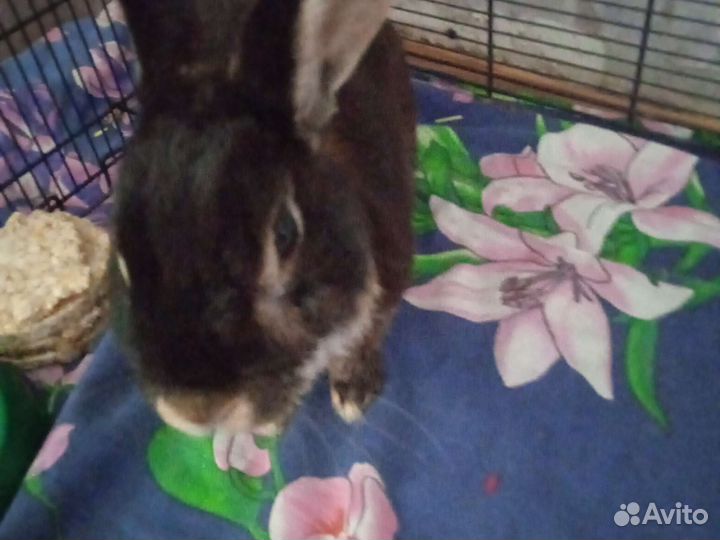 Кролик в добрые руки