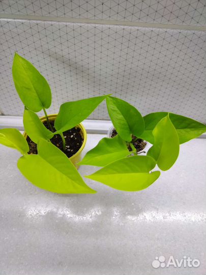 Сциндапсусы