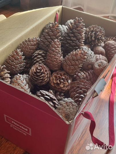 Шишки пицундской сосны