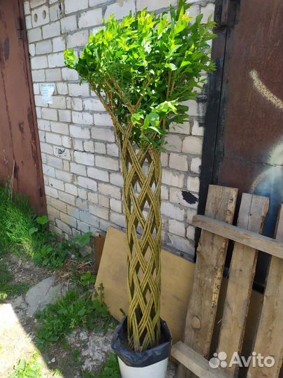 Плетеные деревья из ивы