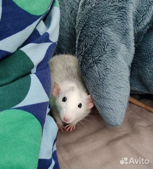 Передержка грызунов