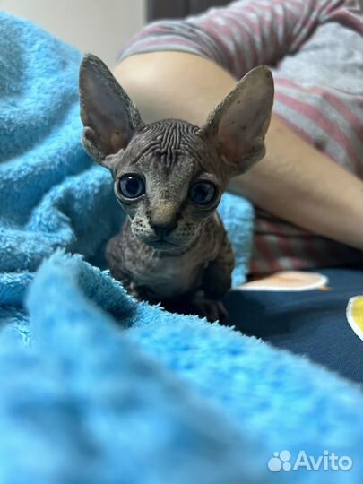 Кошка сфинкс