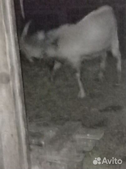 Природа козлика