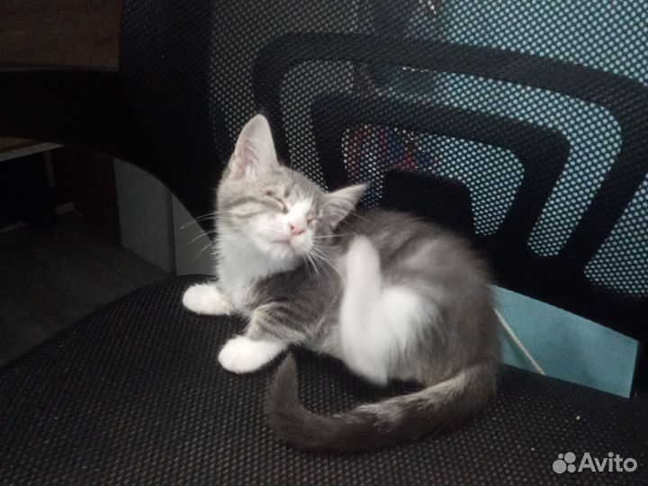 Кошка в дар