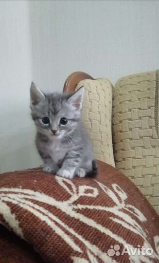 Отдам в добрые руки