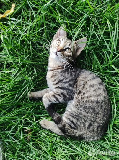 Котенок в добрые руки