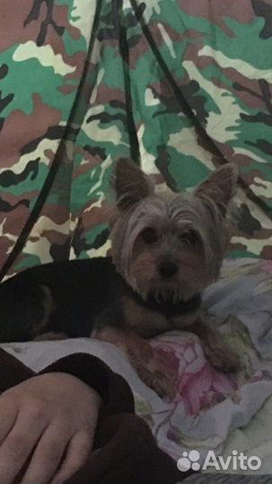 Йоркширский терьер вязка