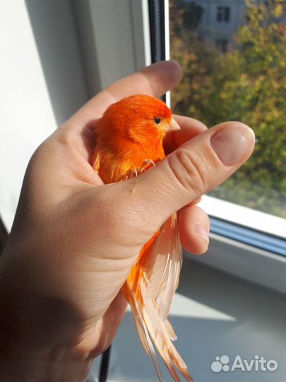 Канарейки лимонные и красные