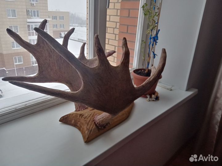 Продам рога лося
