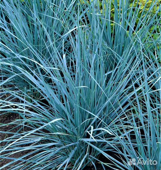 Элимус декоративная трава 100