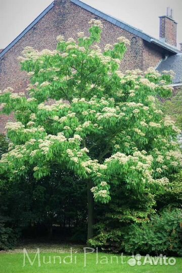 Эводия Даниэля