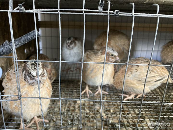 Самцы перепелов породы Феникс золотистый