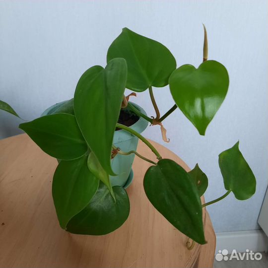 Филодендрон