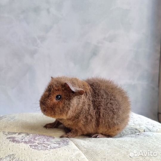 Морские свинки американский тедди девочки