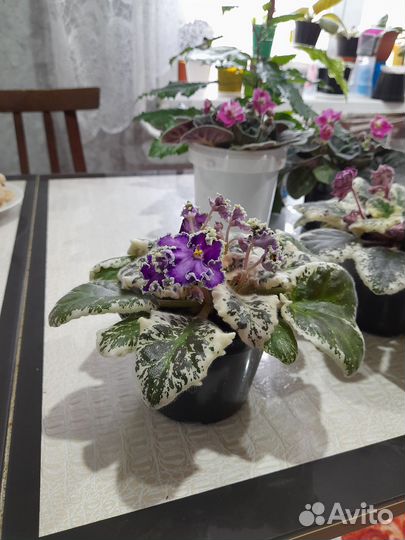 Фиалки и гибиктус