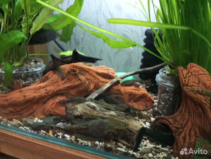 Моллинезия черная, меченосцы и анциструсы