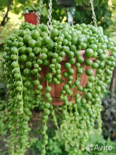 Суккуленты