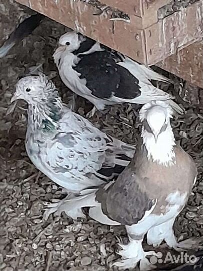 Голуби армянские