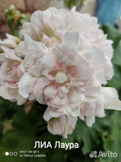 Пеларгонии