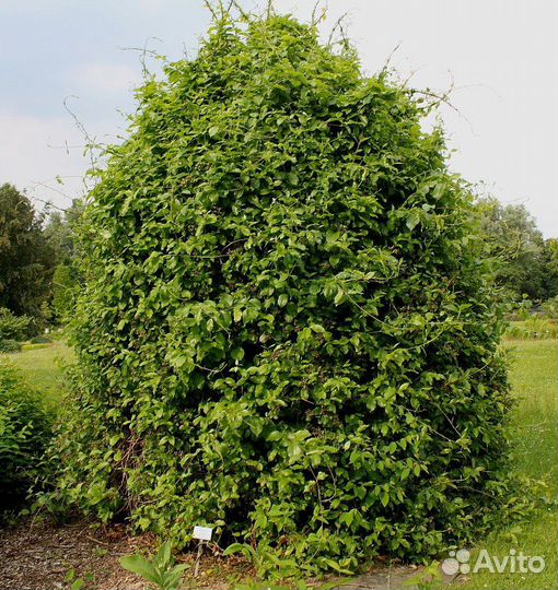 Обвойник греческий, морозостойкая лиана, семена
